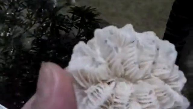 Доминикана - коралловый цветок. смотреть онлайн