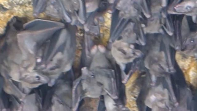 Летучие мыши смотреть онлайн