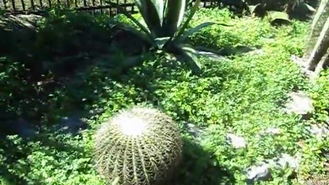 Садик кактусов вZilken Botanikal Garden в г. Остин,штат Техас,США. смотреть онлайн