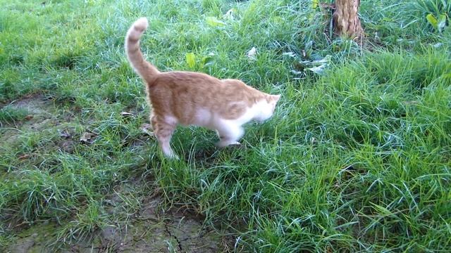 Kater Samson Seimen 4 смотреть онлайн