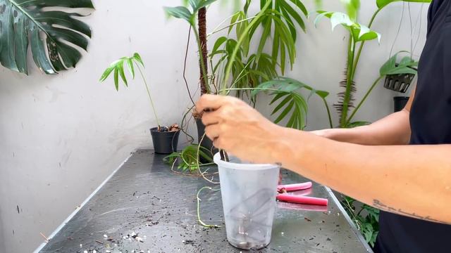 Amydrium Zippelianum Care Tips And Propagation - WITH UPDATES!