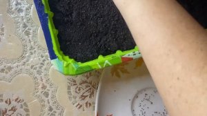 Посев Пенстемона и Сальпиглоссиса на рассаду