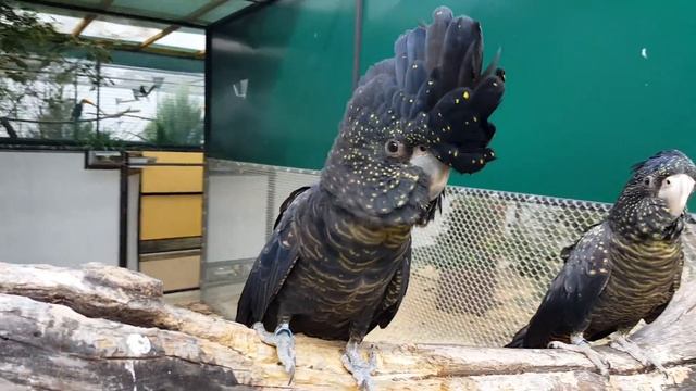 Black cockatoo kakadu havraní Aracarigarden смотреть онлайн