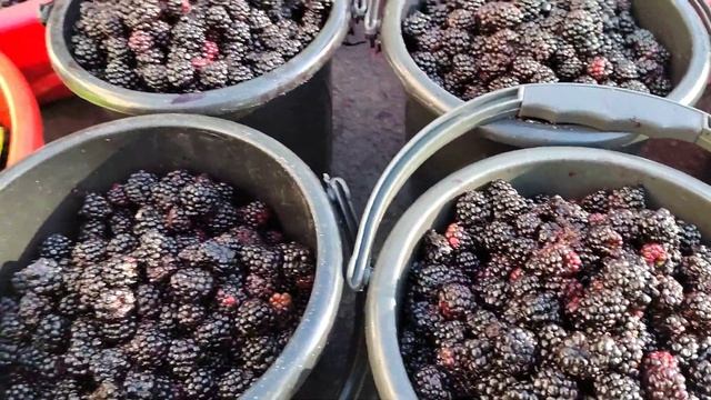 МАЛИНА/ КАРАГАТ БААСЫ/ 17 июль 2022 Жалал-Абад смотреть онлайн