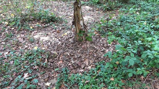 Сад. Огород. Луизиана, США. Фильм 43. смотреть онлайн