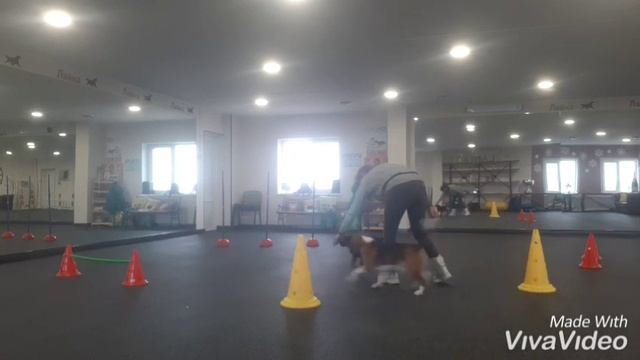 Бигль Барклай и Ягдтерьер Кирра на совместной тренировке послушания. смотреть онлайн