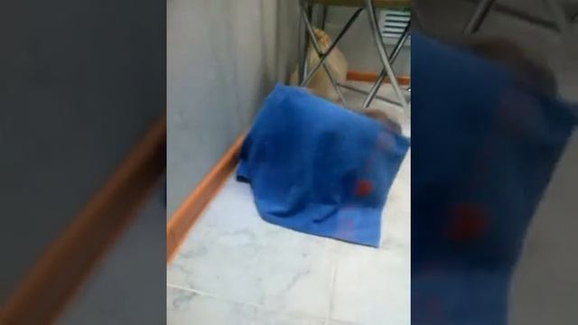 Как найти кошку. смотреть онлайн