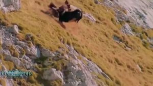 ИБЕКС - Летающие горные Козлы