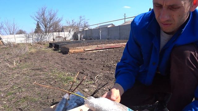 Пришли саженцы с сайта Агромаркет / Отзыв Агромаркет (відгук) / обзор посылки смотреть онлайн