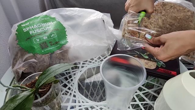 ОТ ЭТОГО у ОРХИДЕЙ РАСТУТ ЖИРНЫЕ Корни ЩЕТКОЙ/ ПОКАЗЫВАЮ НАГЛЯДНО РЕЗУЛЬТАТ смотреть онлайн