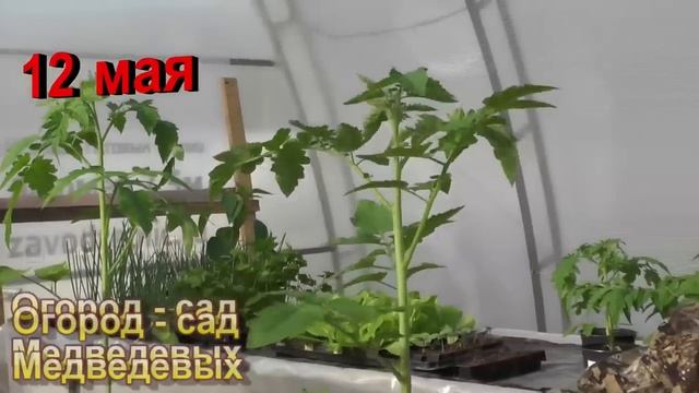 Торфогрунты проверенных марок. Успех при выращивании рассады смотреть онлайн