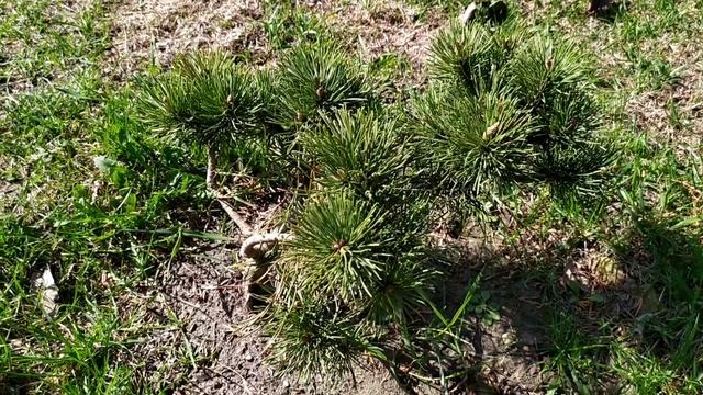 ХВОЙНЫЕ ПОДГОРЕЛИ? НЕ СПЕШИТЕ РЕЗАТЬ! смотреть онлайн