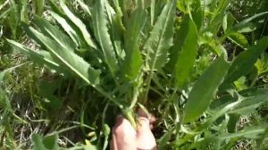 Съедобное растение Дикарка.