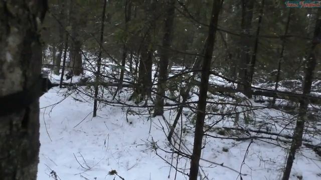 отчёт о работе фотоловушки смотреть онлайн