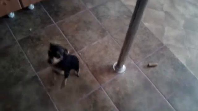 Той терьер .Попрошайка джесика смотреть онлайн