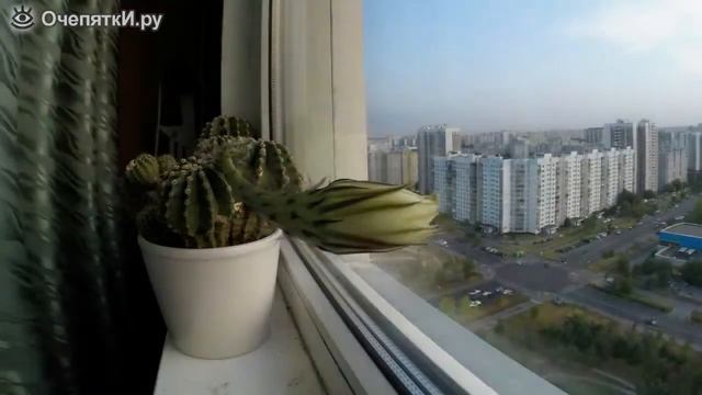 Как цветёт кактус смотреть онлайн