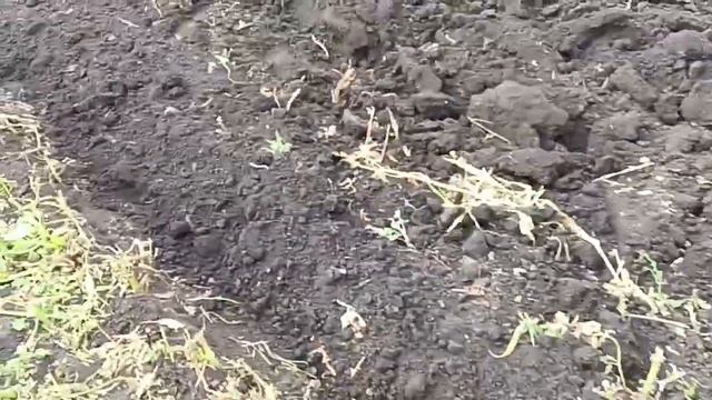 Jinma-184 Вспашка зяби итальянским плугом Del Morino смотреть онлайн