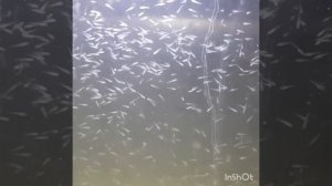 Как вырастить  малька сазана в домашних условиях.