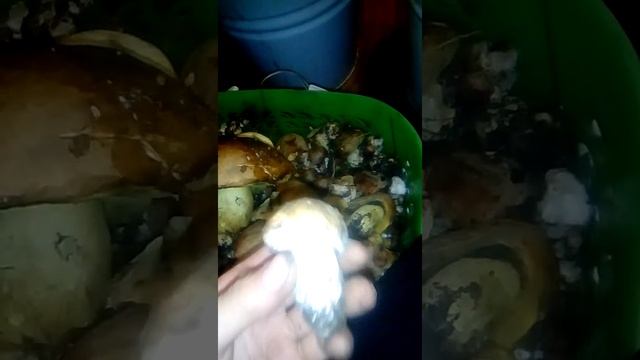 Грибы дубовики смотреть онлайн