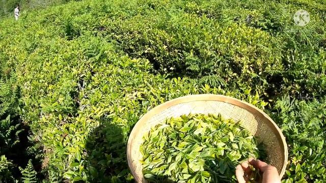 Работа на сборе чая в Сочи, Головинка - Адам чай [15 мая 2021] смотреть онлайн