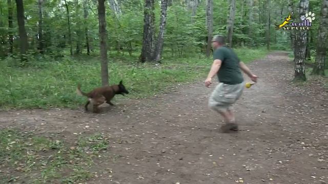 Как правильно разыгрывать собаку, техника игры с собакой, атаки и промахи смотреть онлайн
