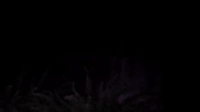 Легенда о ВЕДЬМИНОМ кладе смотреть онлайн