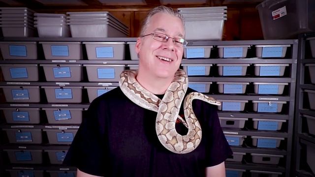 What Can Ball Pythons Eat Besides Rats? смотреть онлайн