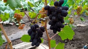 Ламбада -  очень ранний виноград