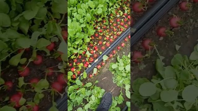 Редис селеста 15 марта 2021г. смотреть онлайн