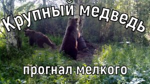 Смешные медведи.Встреча двух медведей. Попытки оторвать бочку.