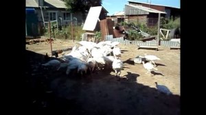 Индюки Биг 6 и белая широкогрудая.