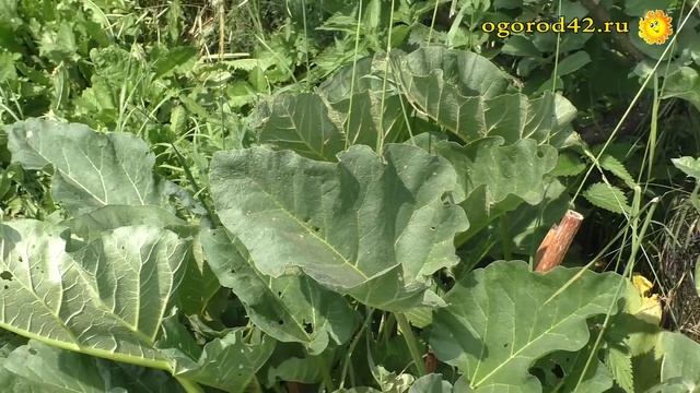 Почему нельзя в июле выращивать редис и ревень смотреть онлайн