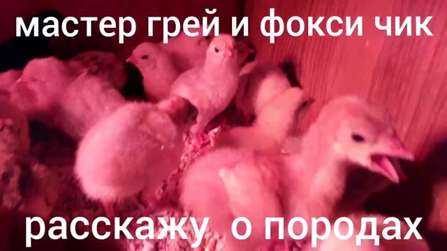 Мастер грей и Фокси Чик.Рассказ о породах. смотреть онлайн