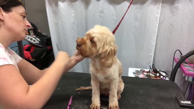 Grooming Head On Cockapoo