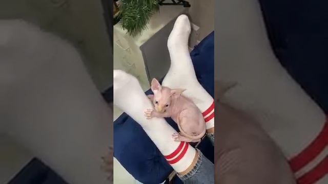 Кот нашел игрушку)))