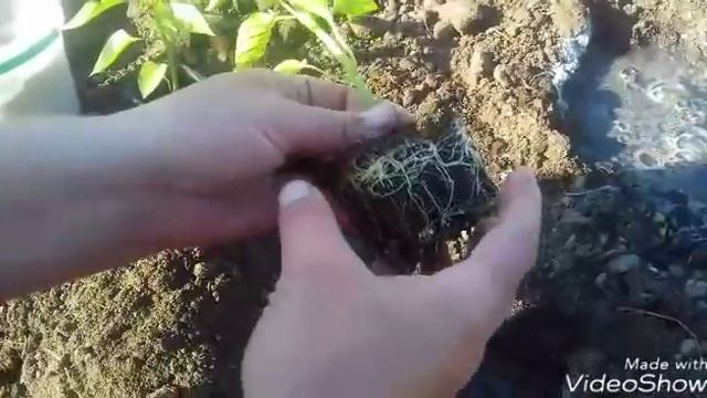 Посадка перца в грунт. Супер способ смотреть онлайн