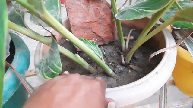 20 indoor पौधे जिनकी कटिंग beginner गार्डनर भी आसानी से लगा लेंगे смотреть онлайн