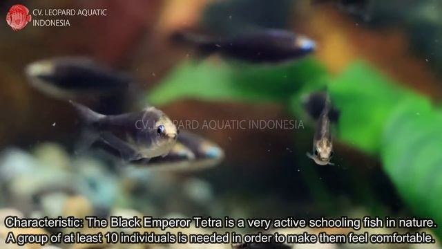Nematobrycon palmeri black. The JET BLACK EMPEROR TETRA. (Leopard Aquatic C063A) смотреть онлайн