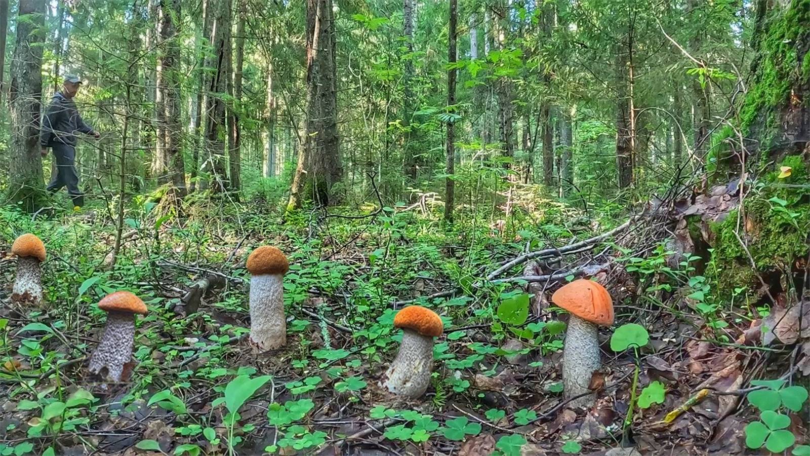 Удачная Тихая охота в еловом лесу Ленинградской области. Грибник нашел очень много красных грибов. смотреть онлайн