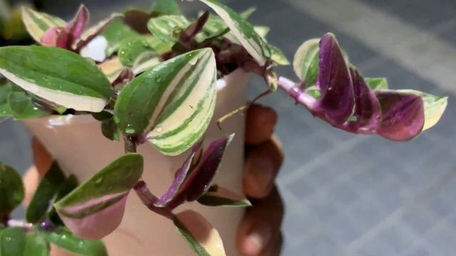 [ Rookie P ] Tradescantia Fluminensis Quadricolor