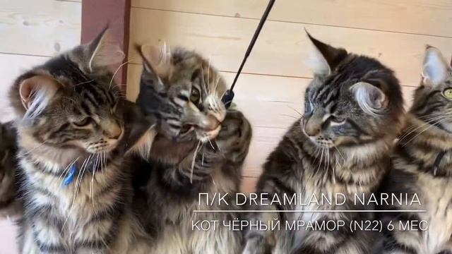 Кот Мейн-кун Чёрный мрамор (n 22) месяцев смотреть онлайн