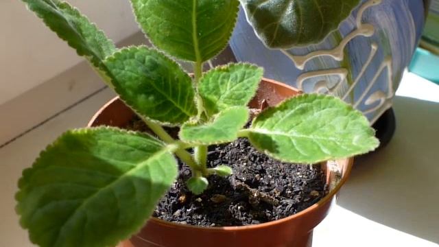 Глоксинии из Ашан и Дома Фиалок. Сравнение: как цветут, как растут, какие капризные. смотреть онлайн