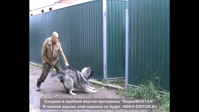 КО DASHA CHARAN-GORDOLAN (15.08.2012г.р.) смотреть онлайн