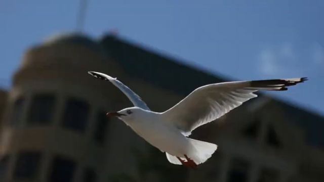 Forse lassù dove volano i gabbiani - Roberto Piana смотреть онлайн