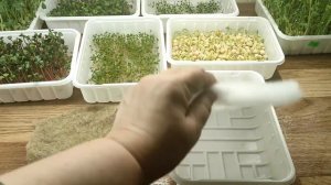 Микрозелень  Коврики для боксов