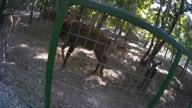 Обожай животных _это мир Божий в нем есть отблеск силы и красоты . смотреть онлайн