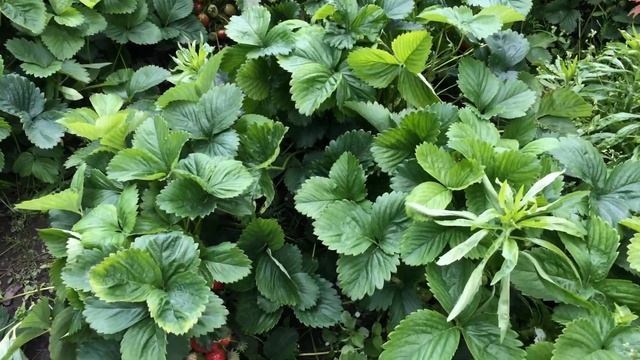 Потенциал клубники сорта"Десна"и немного персиков смотреть онлайн