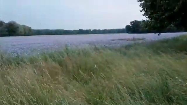 Сиреневый закат. Прогулка перед сном по просторам на роликах. Фацелия пижмолистная. смотреть онлайн