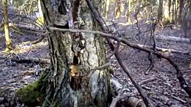 ЛЕС 1 Геопатогенная зона смотреть онлайн