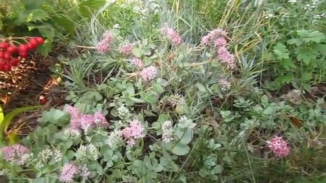 Очиток Эверса, секреты ухода и цветения! смотреть онлайн